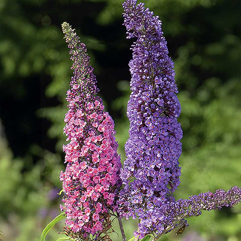 Butterfly Bush