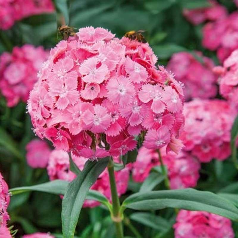 Sweet William 'Pink Beauty'