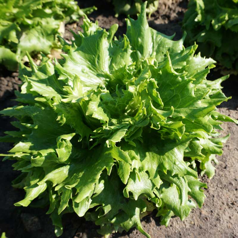 Iceberg Lettuce 'Regina Dei Ghiacci'