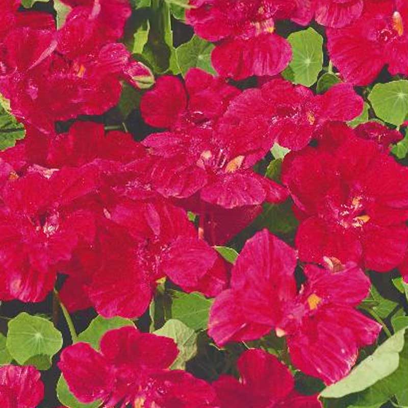 Dwarf Nasturtium 'Cherry rose'