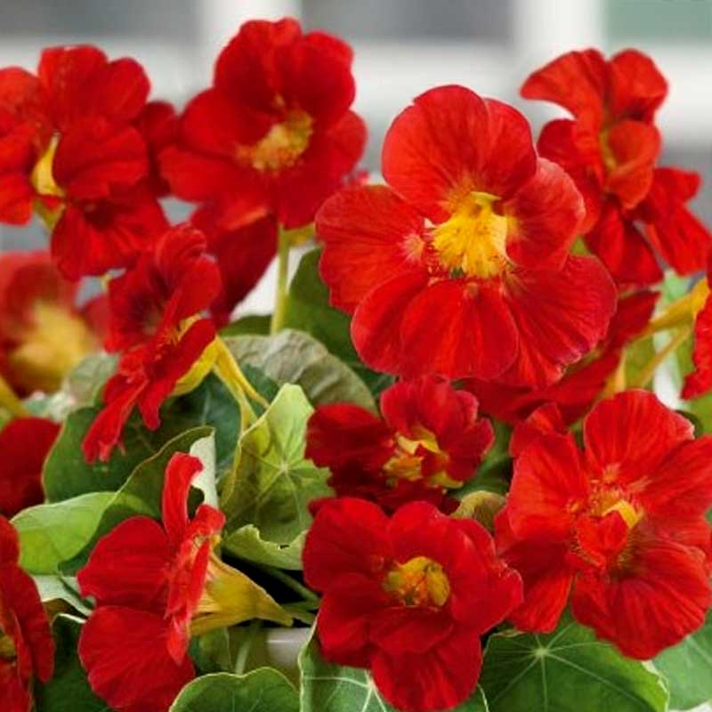 Dwarf Nasturtium 'Scarlet Jewel'