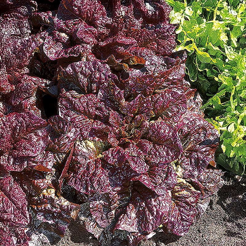 Lettuce 'Rosela'
