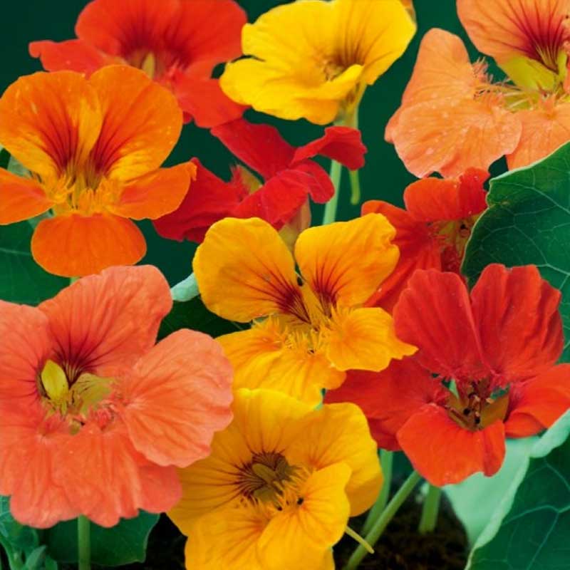 Dwarf Nasturtium 'Gleam Hybrids'