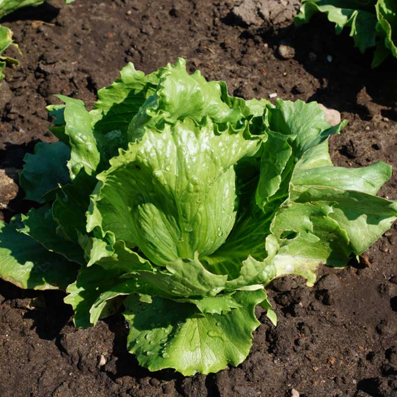 Iceberg Lettuce 'Larsen'