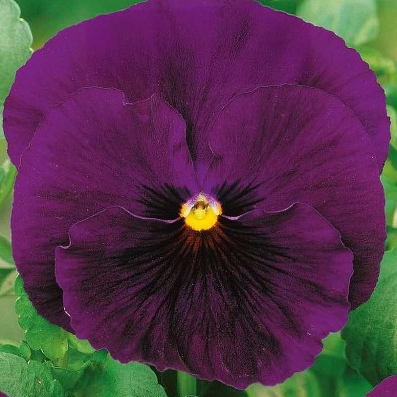 Pansy 'Bergwacht'