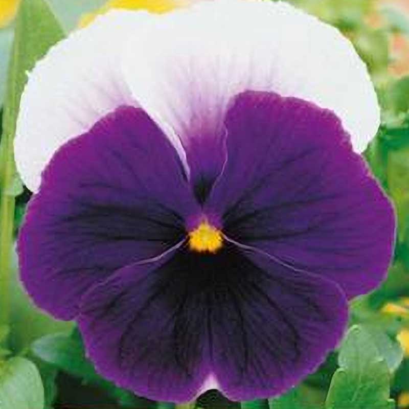 Pansy 'Lord beaconsfield'