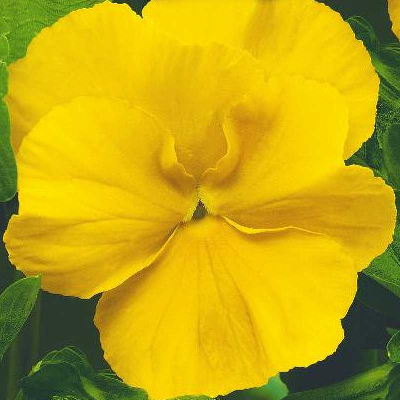 Pansy 'Coronation gold'