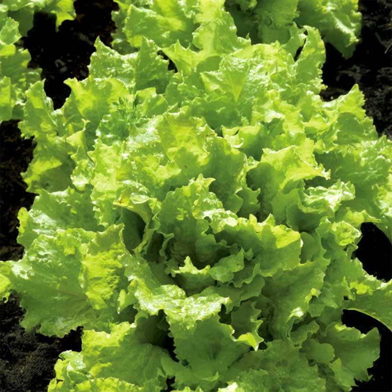 Looseleaf Lettuce 'Grünetta'