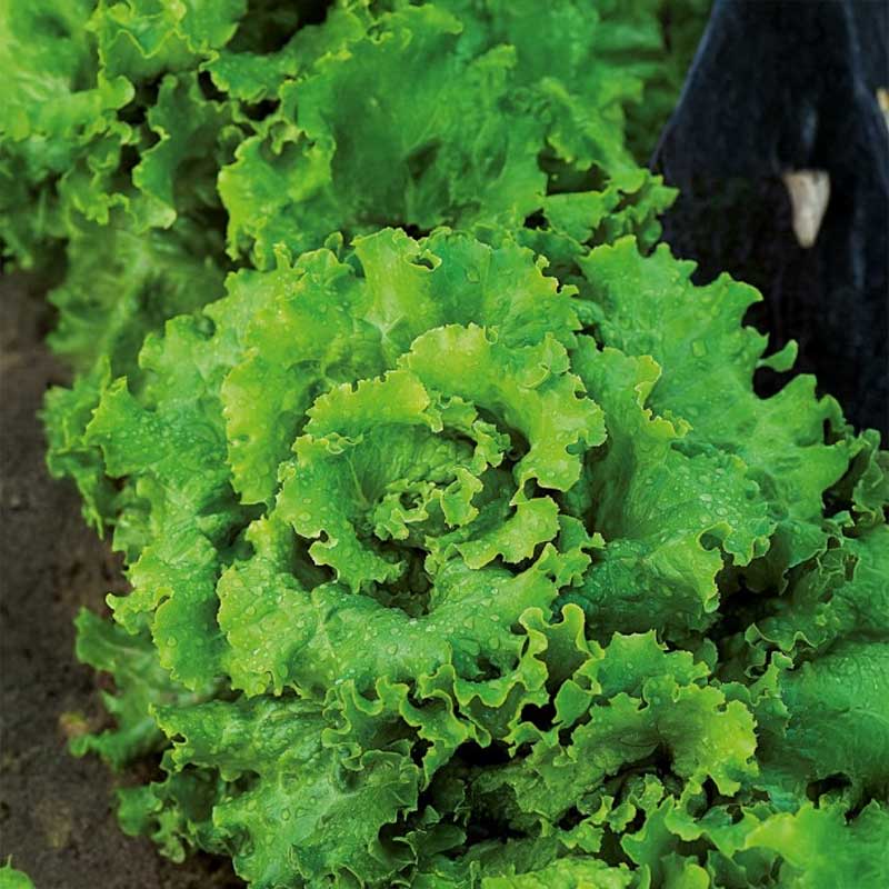 Lettuce 'Grand Rapids'
