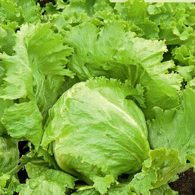 Iceberg Lettuce 'Great Lakes 118'