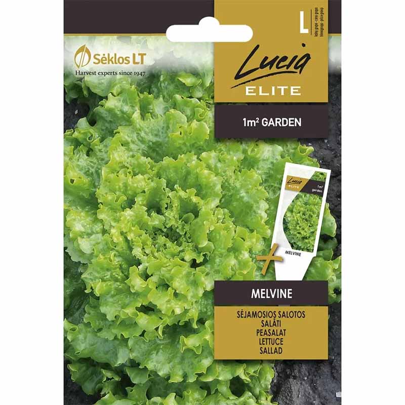 Lettuce 'Melvine'