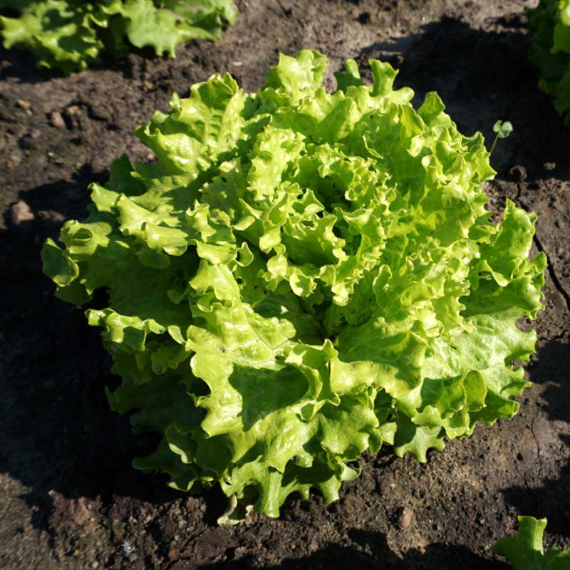 Lettuce 'Melvine'