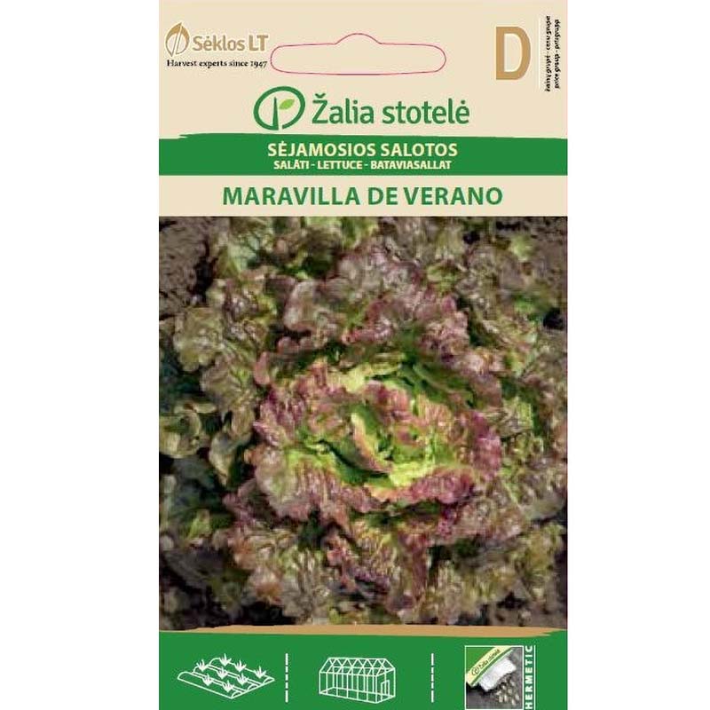 Batavia Lettuce 'Maravilla de verano'