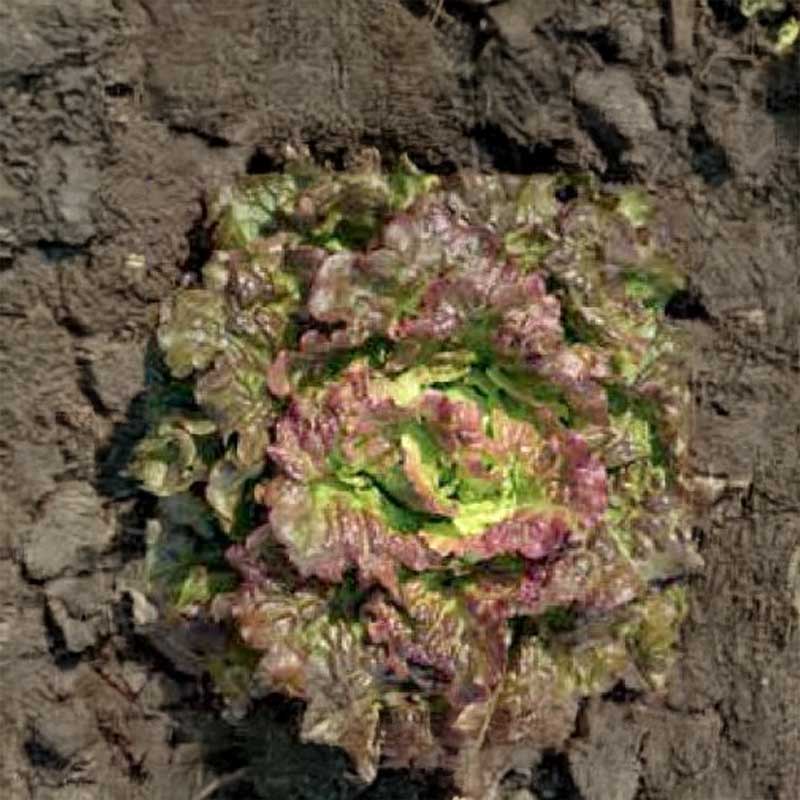 Batavia Lettuce 'Maravilla de verano'