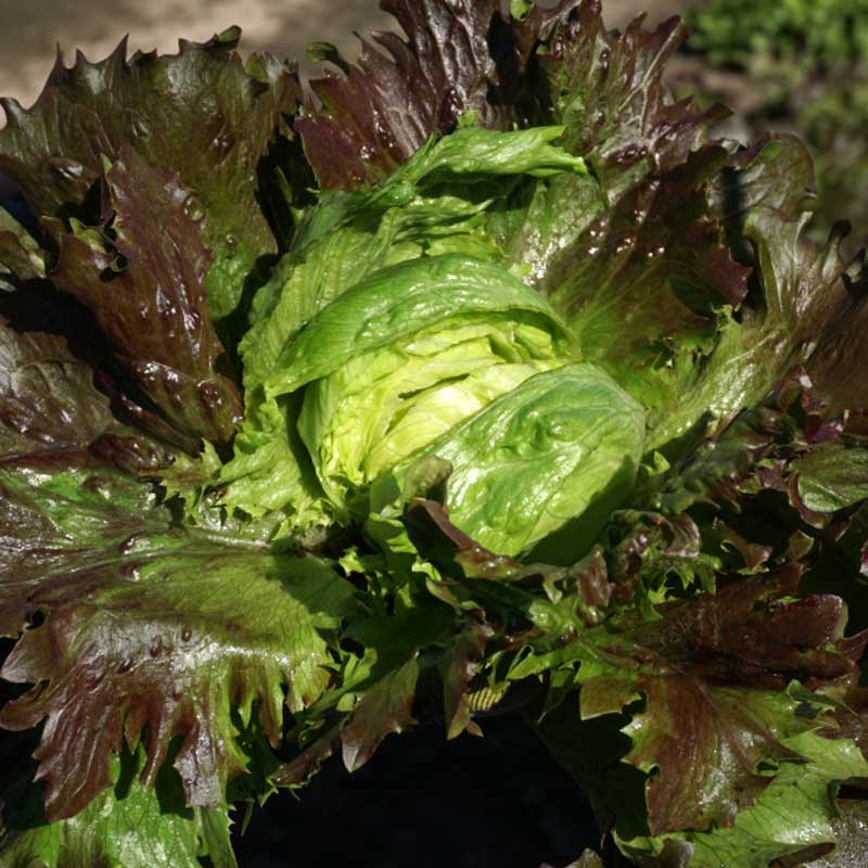 Lettuce ' Derel'