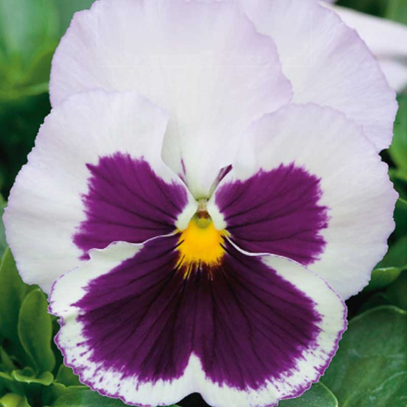 Pansy 'Spanish eyes'