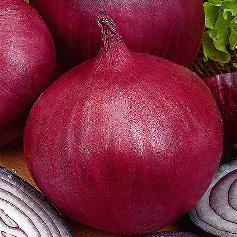 Onion 'Grenada'