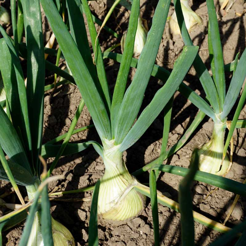 Onion 'Globo'