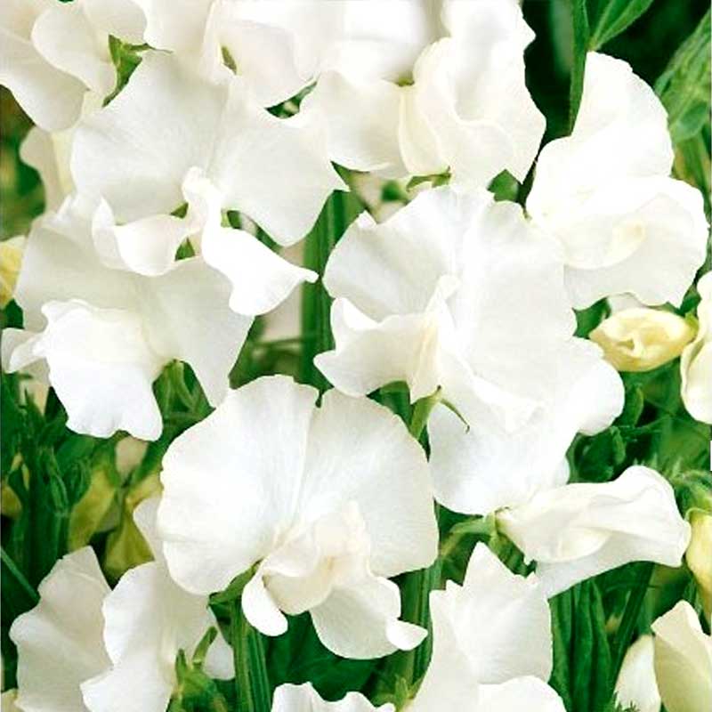 Sweet Pea 'White Ensign'