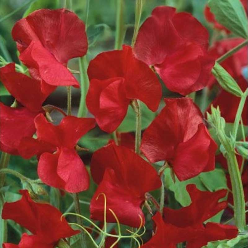 Sweet Pea 'Welcome'