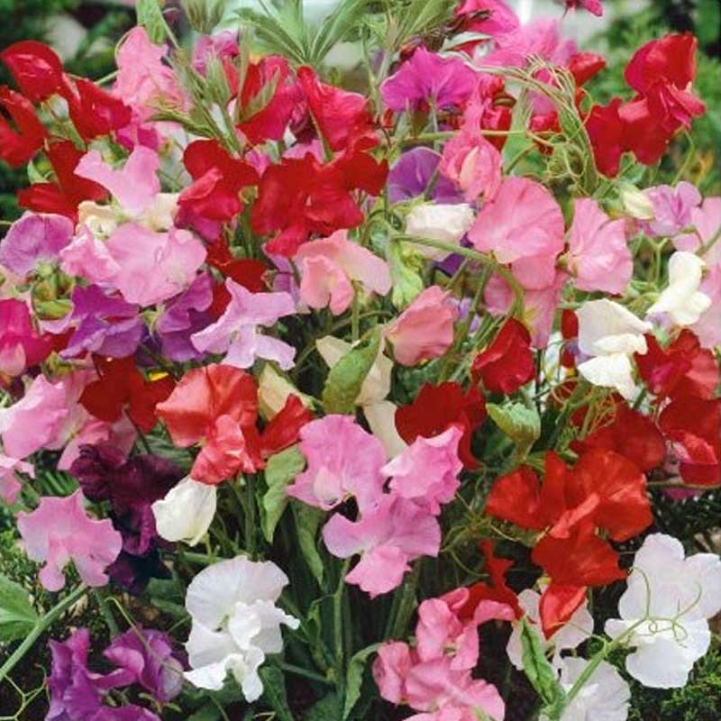 Sweet Pea 'Bijou'