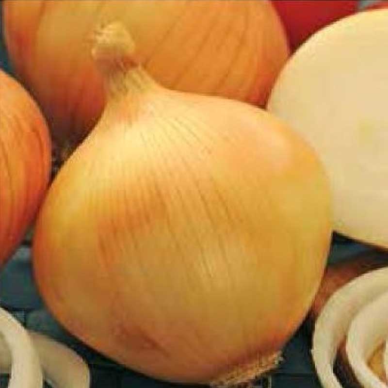 Onion 'Hiberna'