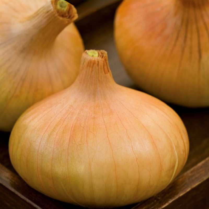 Onion 'Stuttgarter Riesen'
