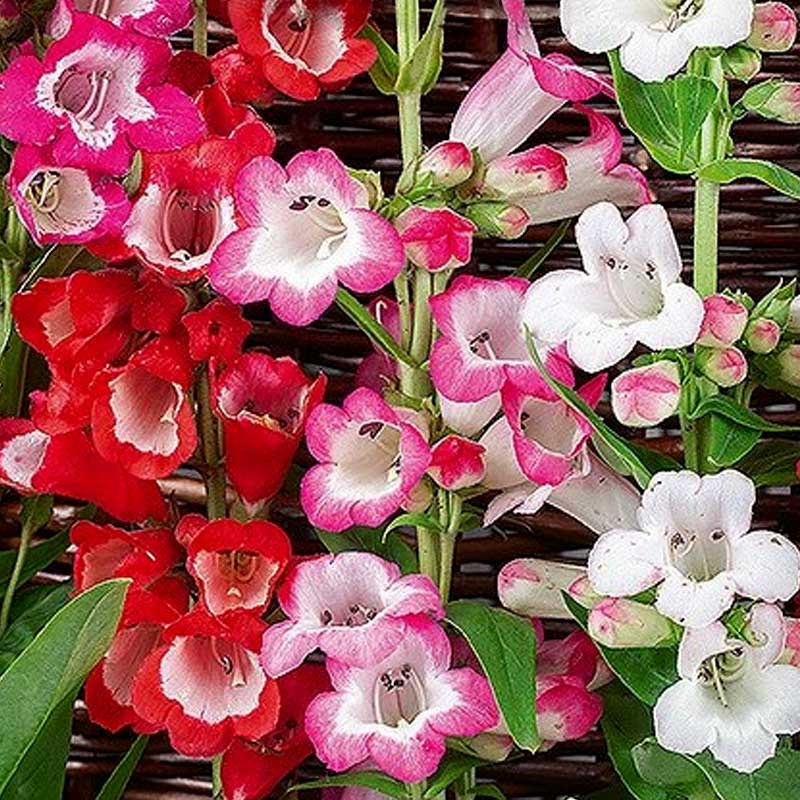 Penstemon 'Sensation'