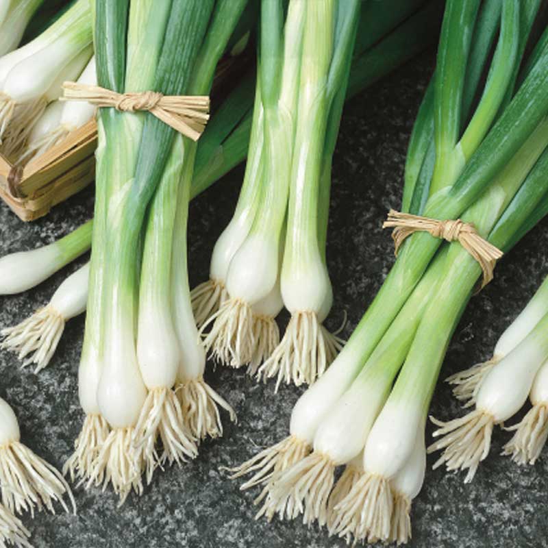 Bunching Onion 'Baikal'
