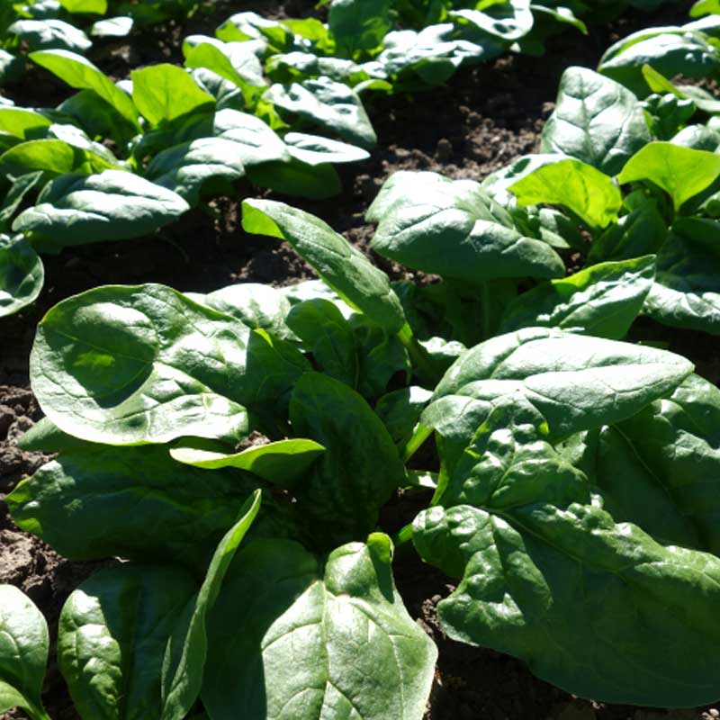 Spinach 'D'hiver'