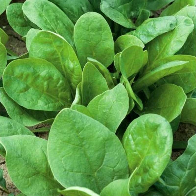 Spinach 'Lagos' F1