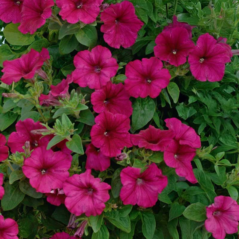 Petunia 'Easy wave h purple improved'