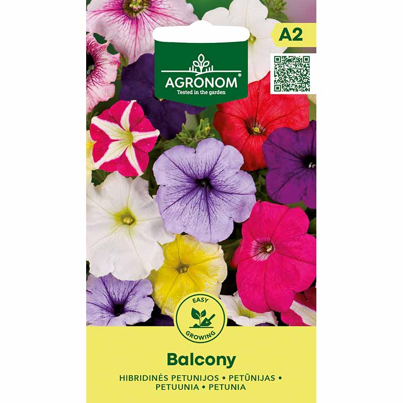 Petunia 'Balcony'