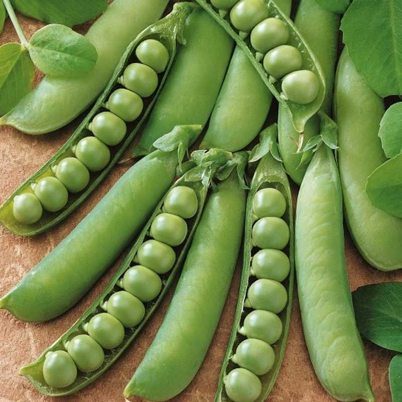 Pea 'Kevedon Wonder'