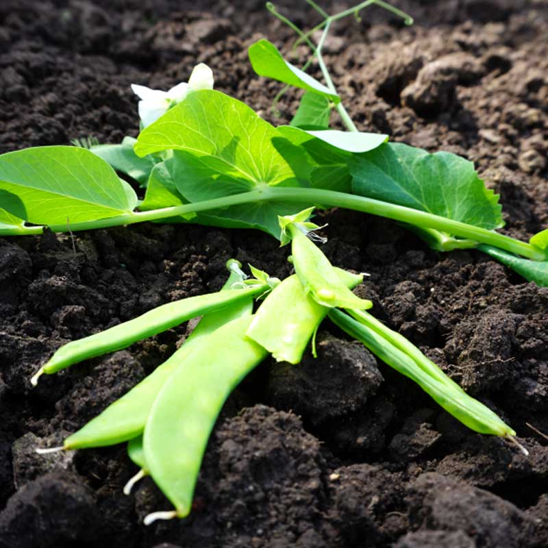 Sugar Pea 'Norli'