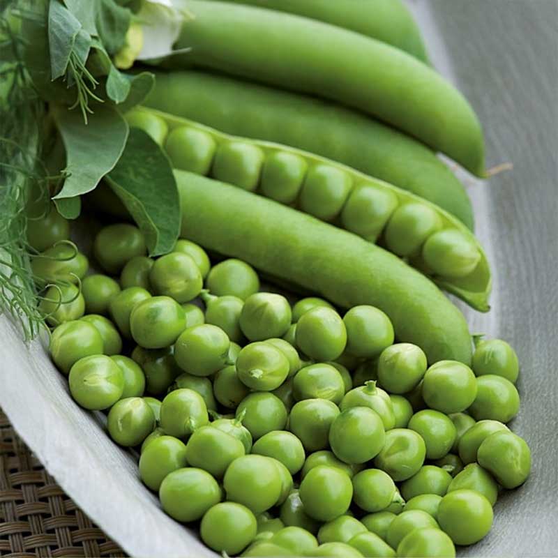 Pea 'Lincoln'