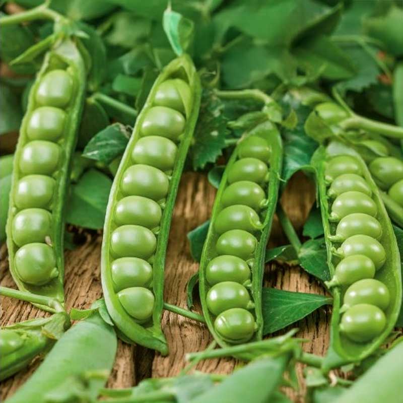 Pea 'Talbot'