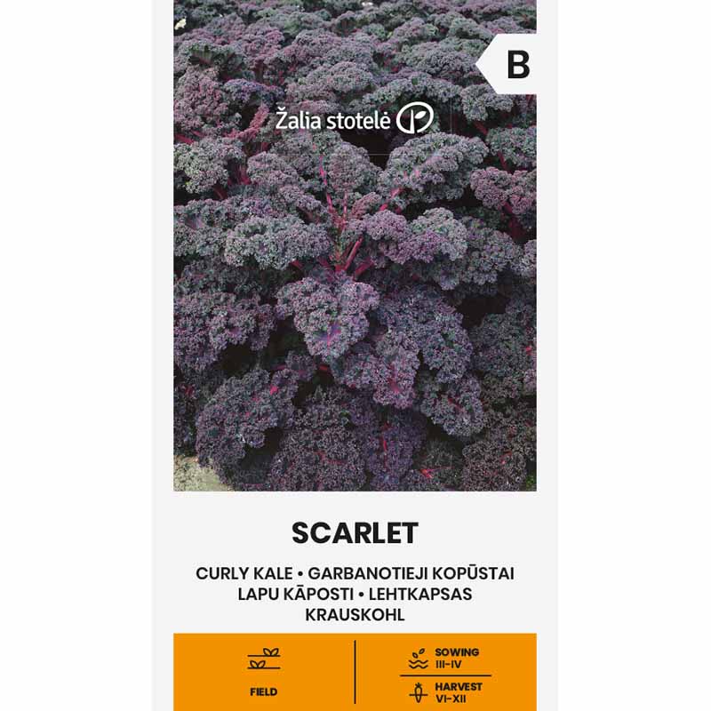 Kale 'Scarlet'