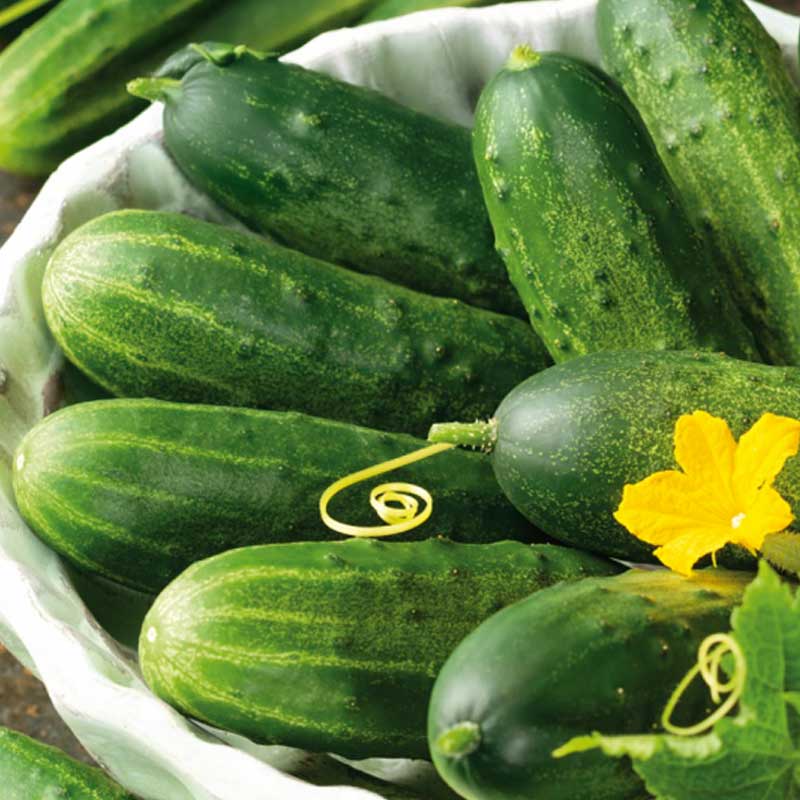 Cucumber 'Marketmore'