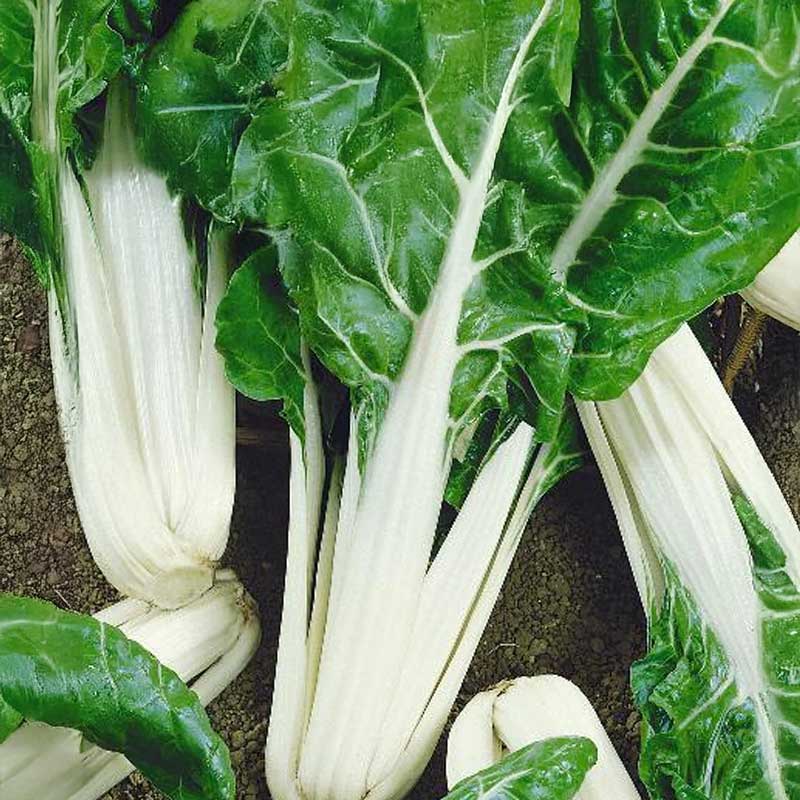 Swiss chard 'White silver 2'
