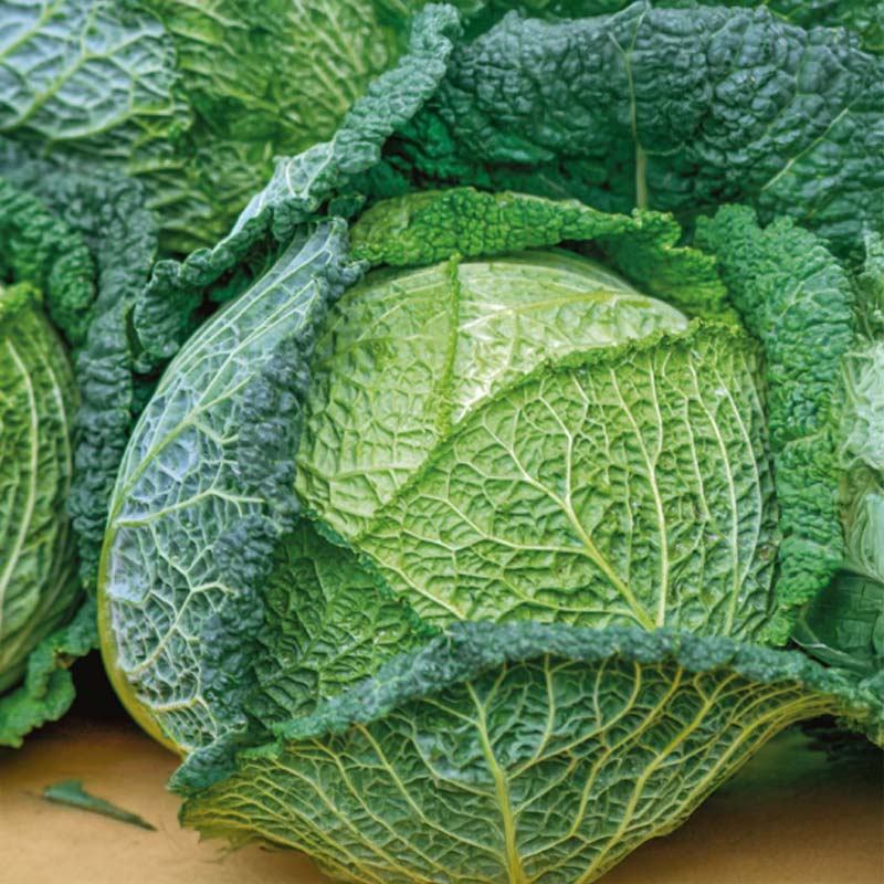 Savoy Cabbage 'Vertus 2'