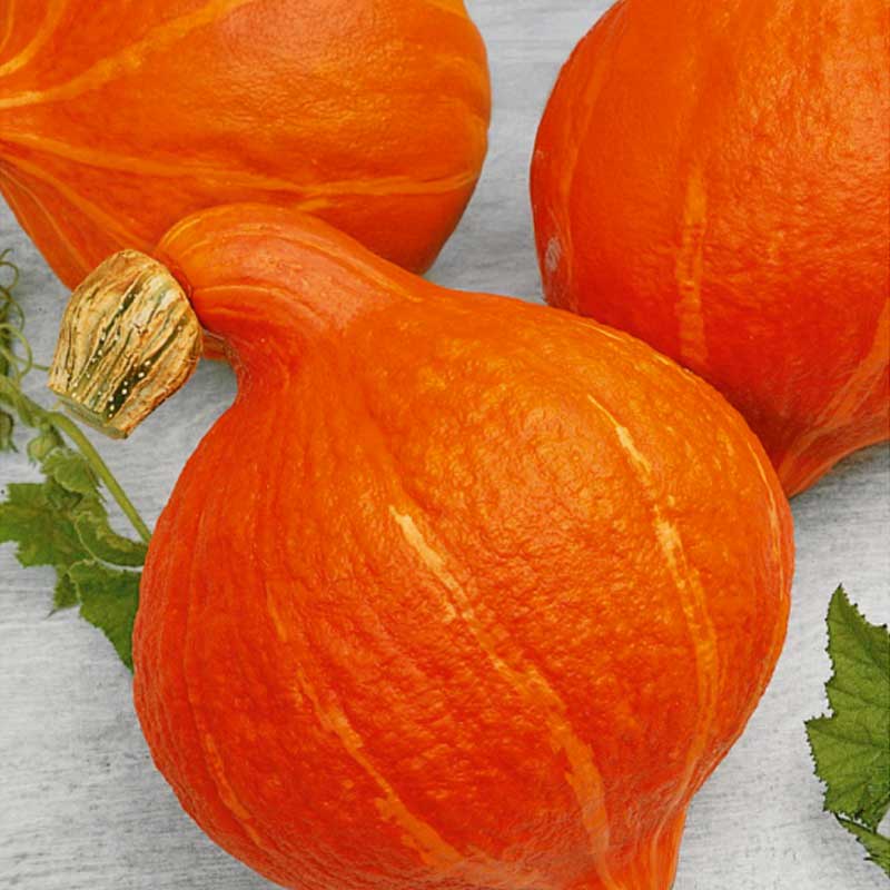 Pumpa 'Hokkaido orange'