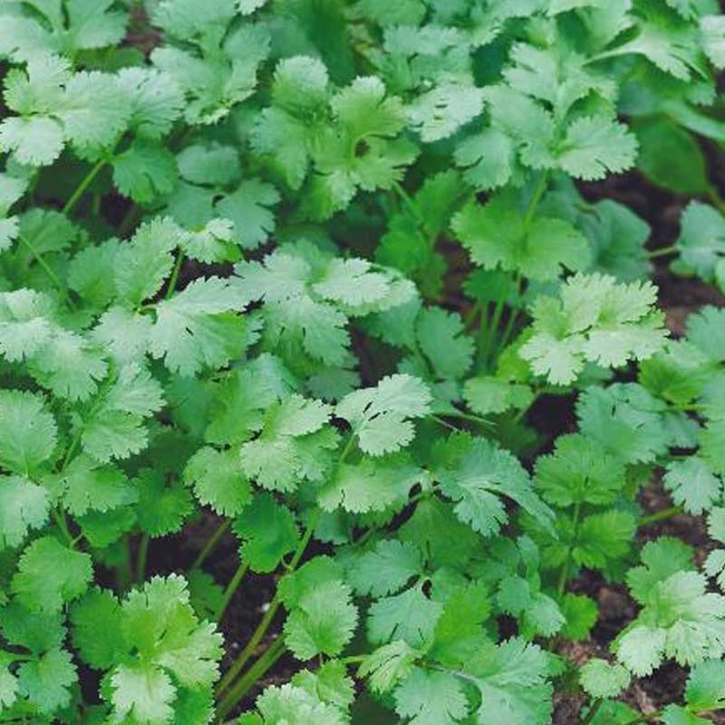 Coriander