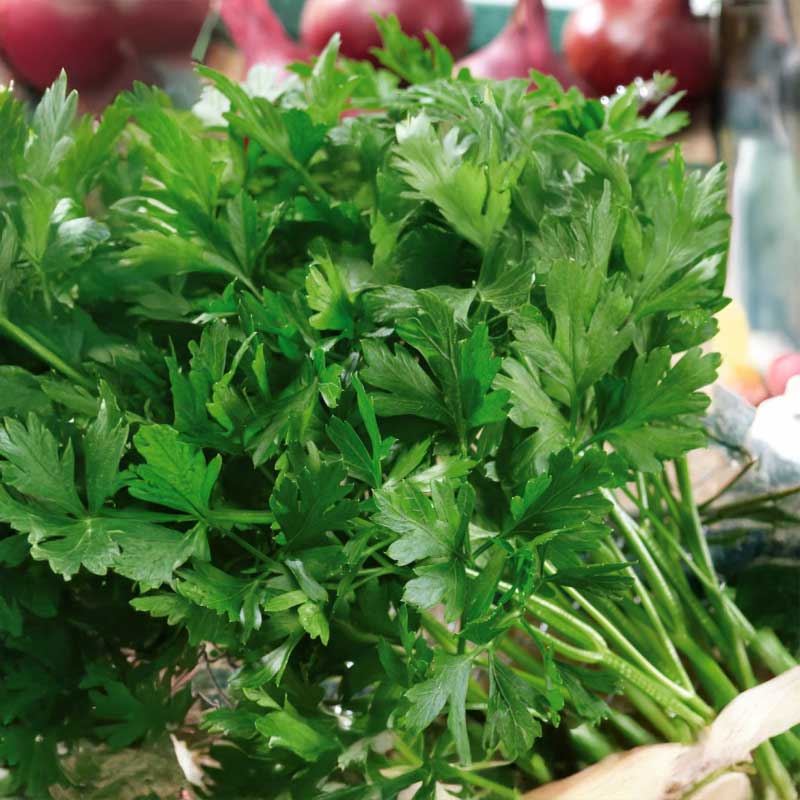 Parsley 'Gigante d'Italia'