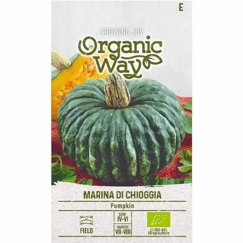 Pumpkin 'Marina di chioggia'