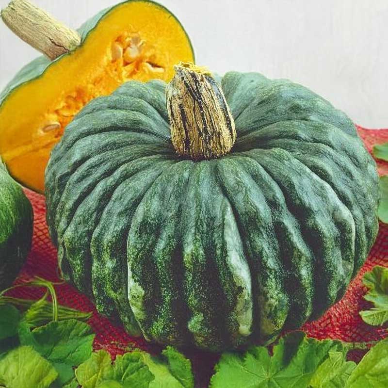 Pumpkin 'Marina di chioggia'