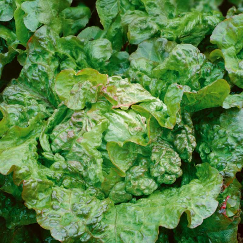 Lettuce 'Regina di maggio'
