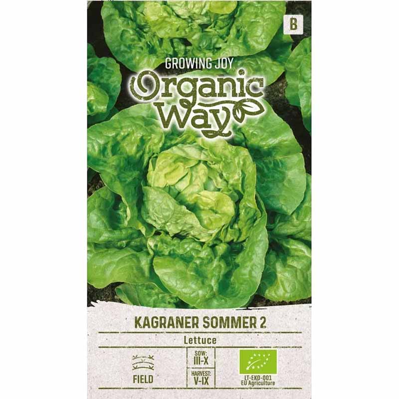 Head Lettuce 'Kagraner sommer 2'