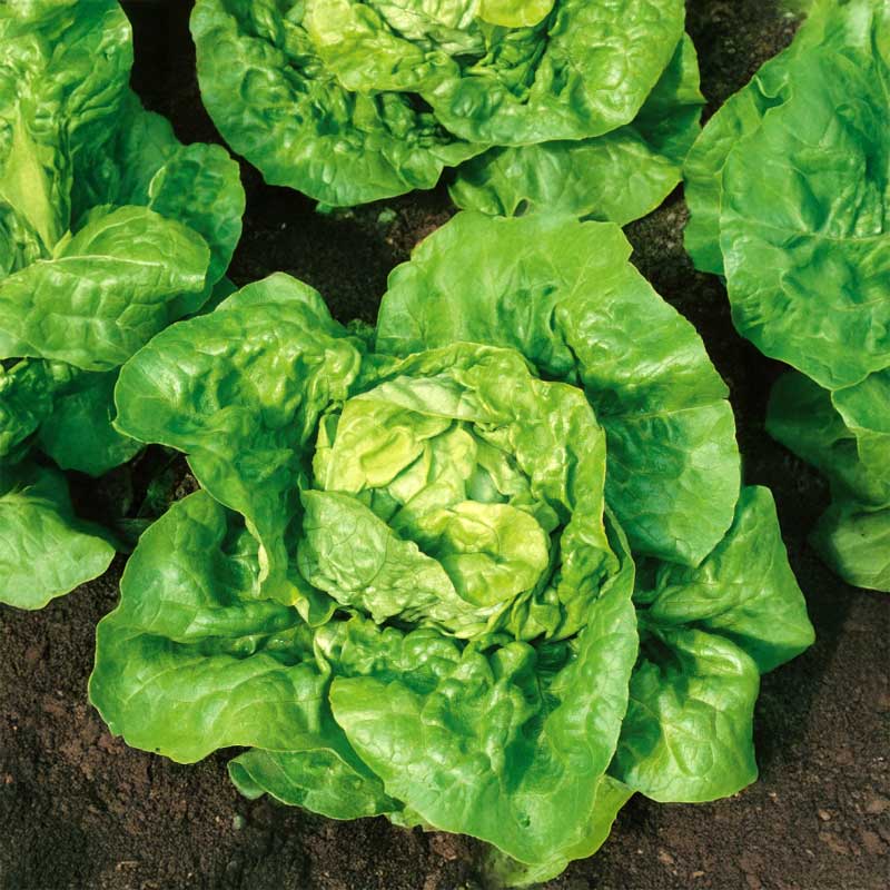 Head Lettuce 'Kagraner sommer 2'