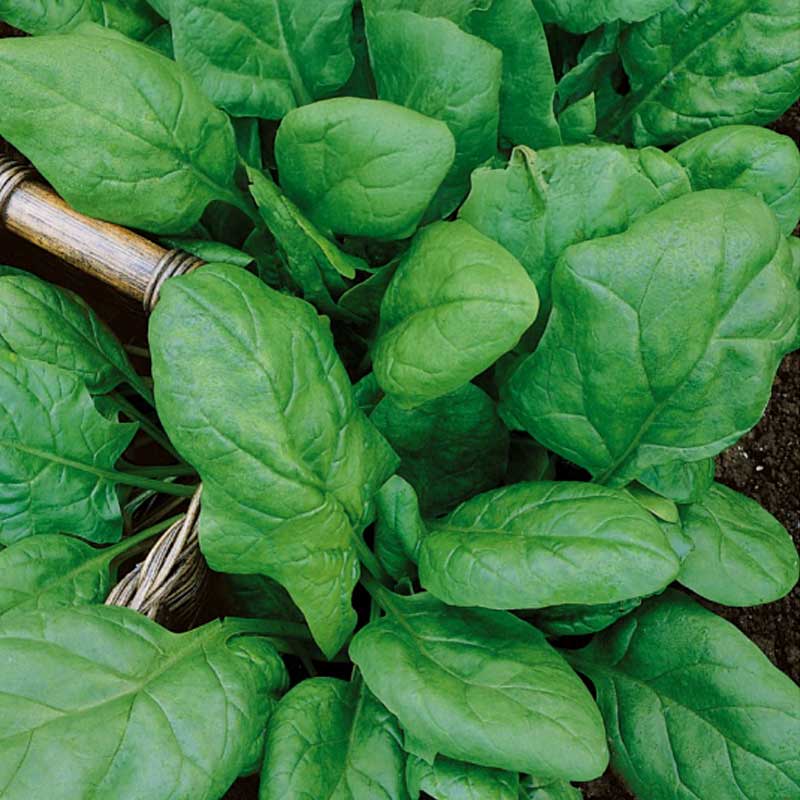 Spinach 'Matador'